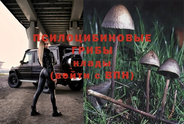 шишки Карпинск